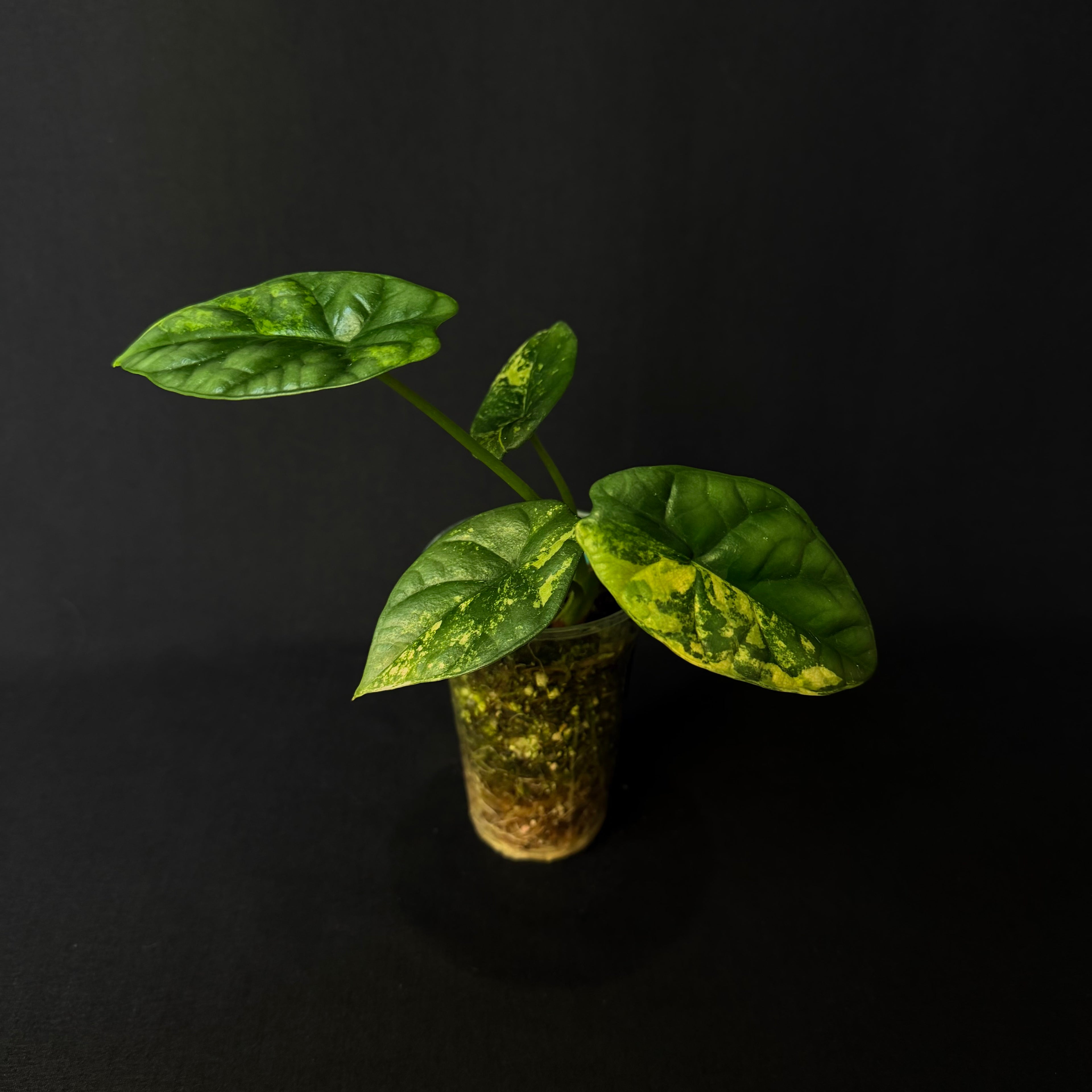 Alocasia Sinuata Aurea Variegata #1