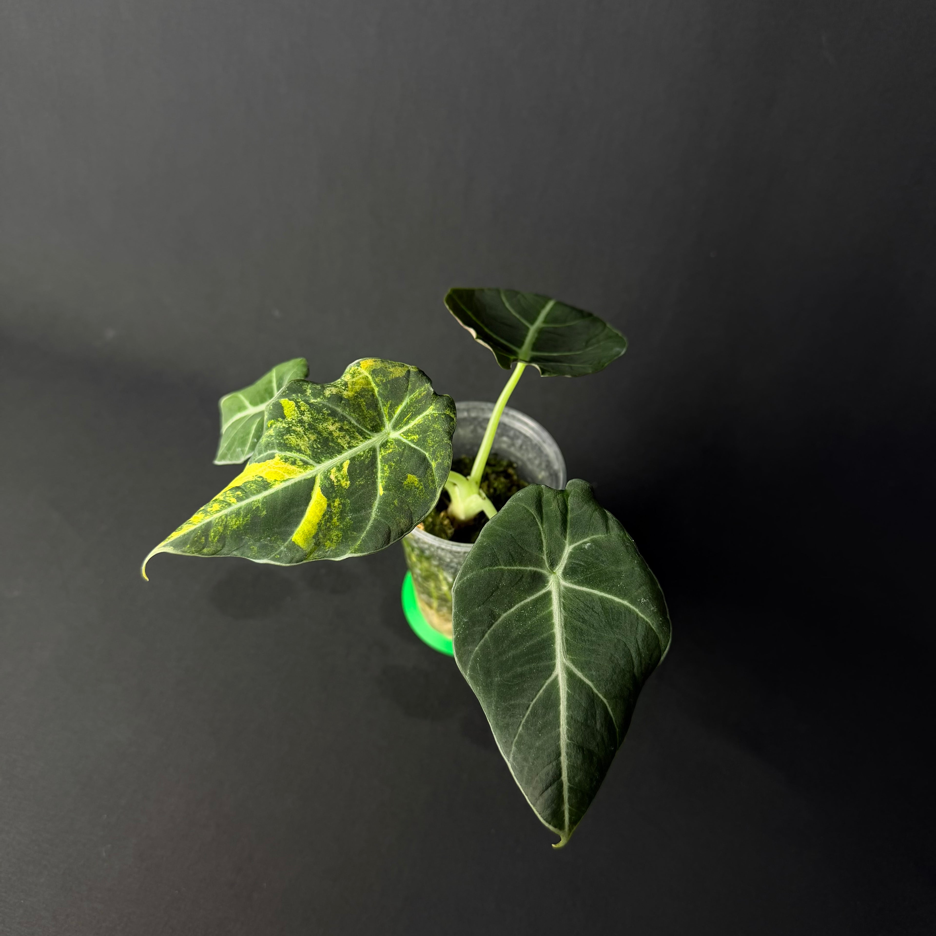 Alocasia Reginula 'Black Velvet' Gold Variegata #1