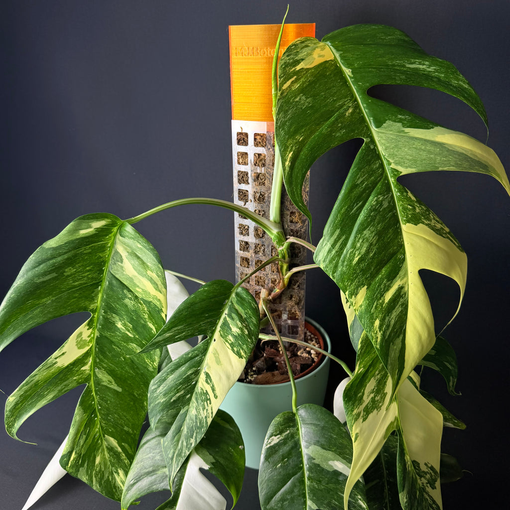 PlantRise Poles - Moosstäbe Transparent 34-64cm