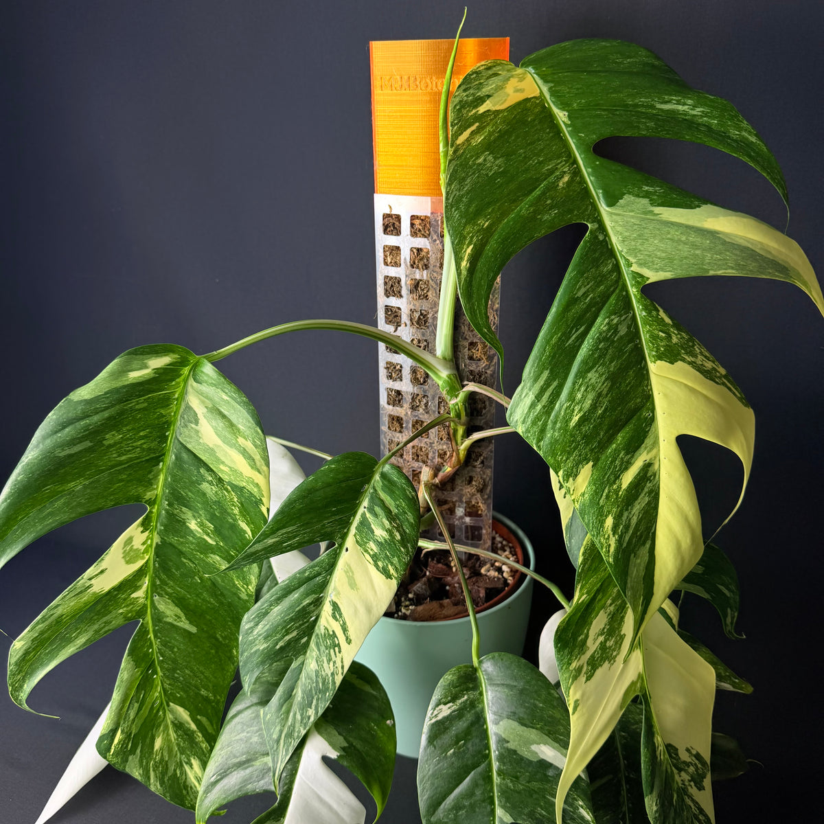 PlantRise Poles - Moosstäbe Transparent 34-64cm