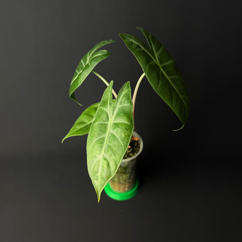 Alocasia Nairobi Nights Aurea Variegata #1-2