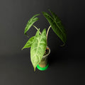 Alocasia Nairobi Nights Aurea Variegata #1-2