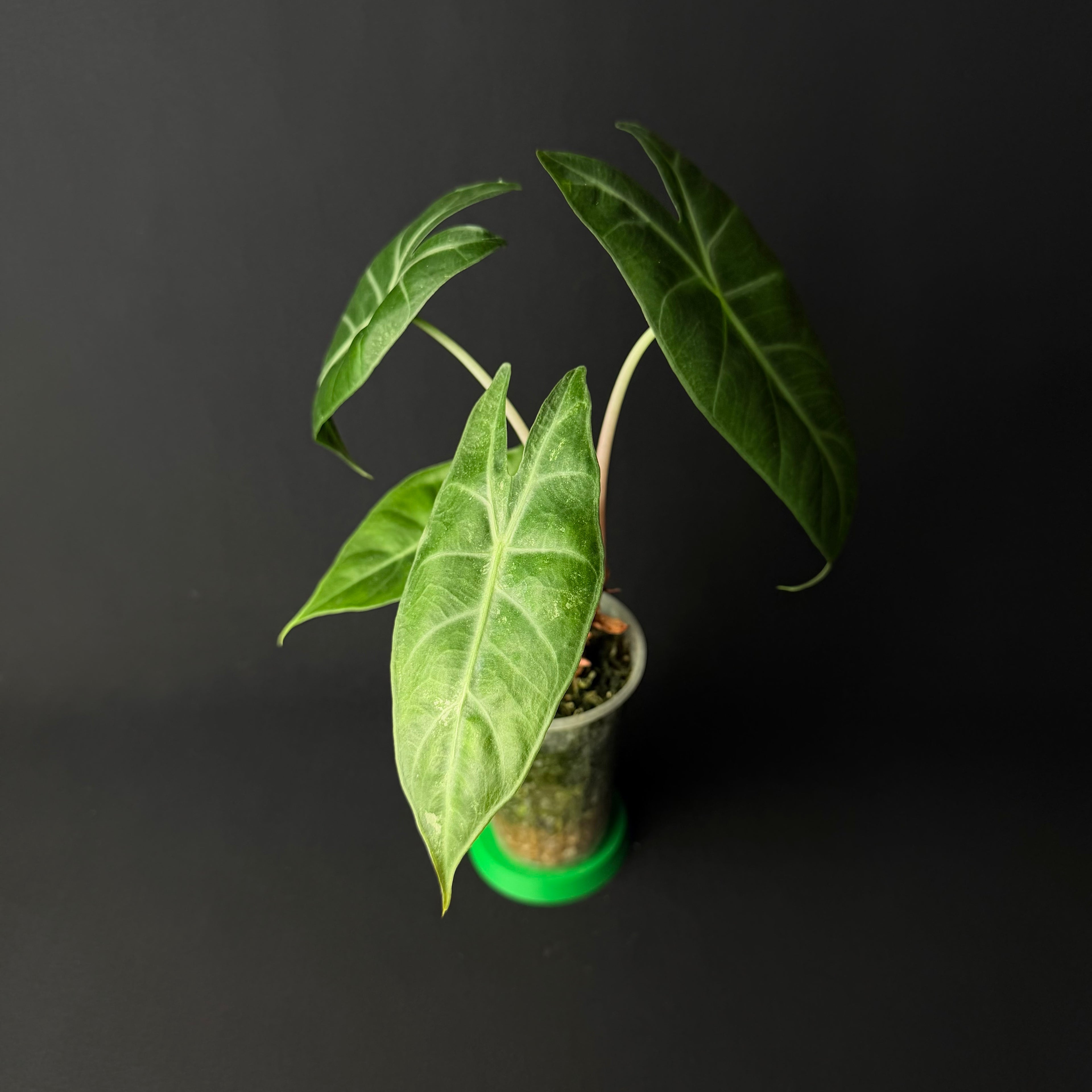 Alocasia Nairobi Nights Aurea Variegata #1-2