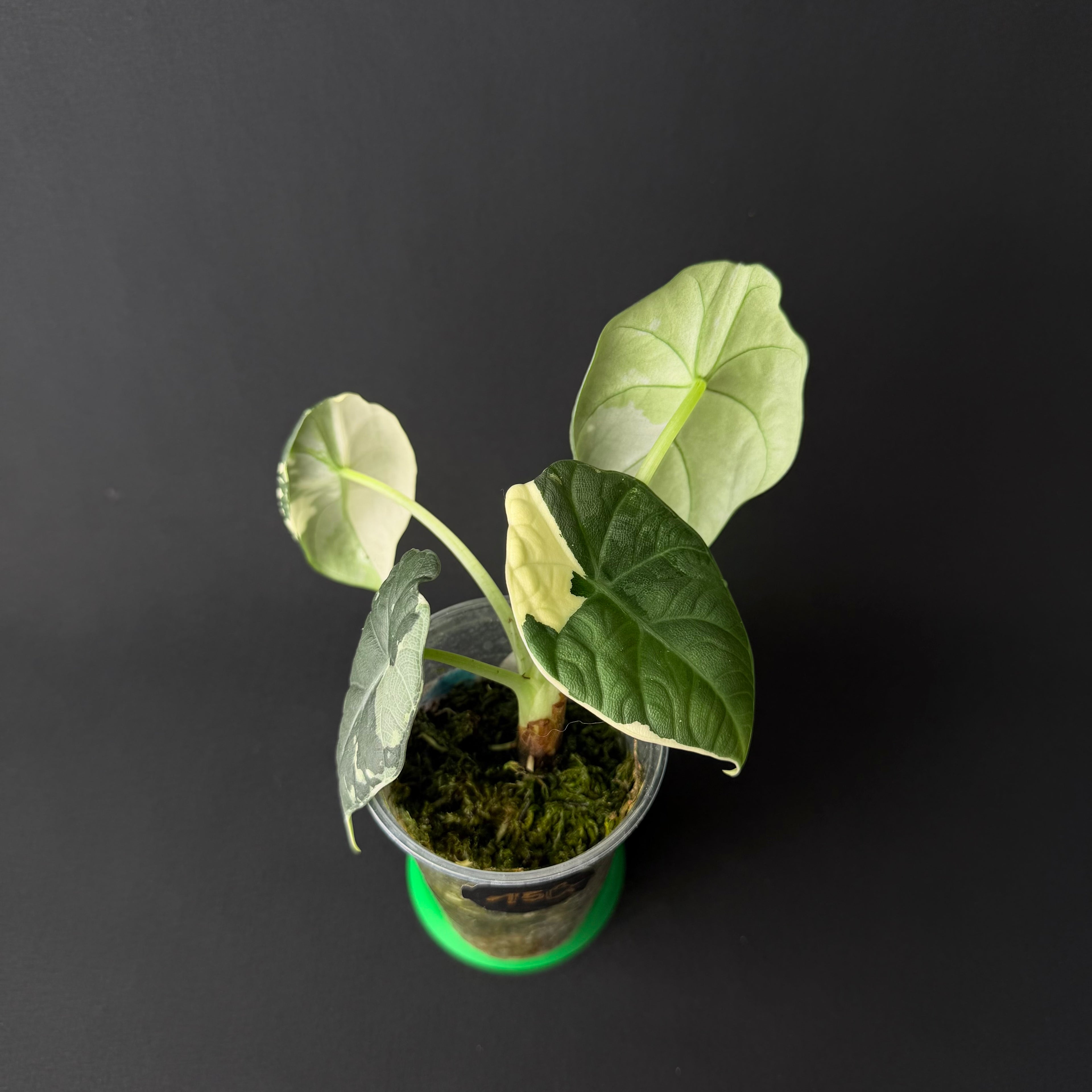 Alocasia Maharani Albo Variegata #5