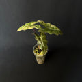 Alocasia Pseudosanderiana Aurea Variegata #4
