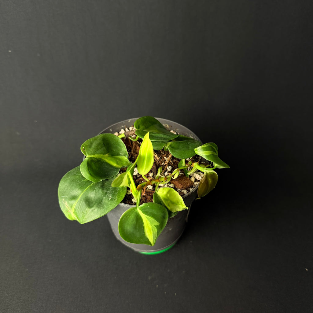 Philodendron Hederaceum 'Brasil/Cream Splash' #1-3