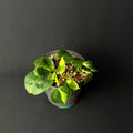 Philodendron Hederaceum 'Brasil/Cream Splash' #1-3