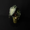 Alocasia Venom #3