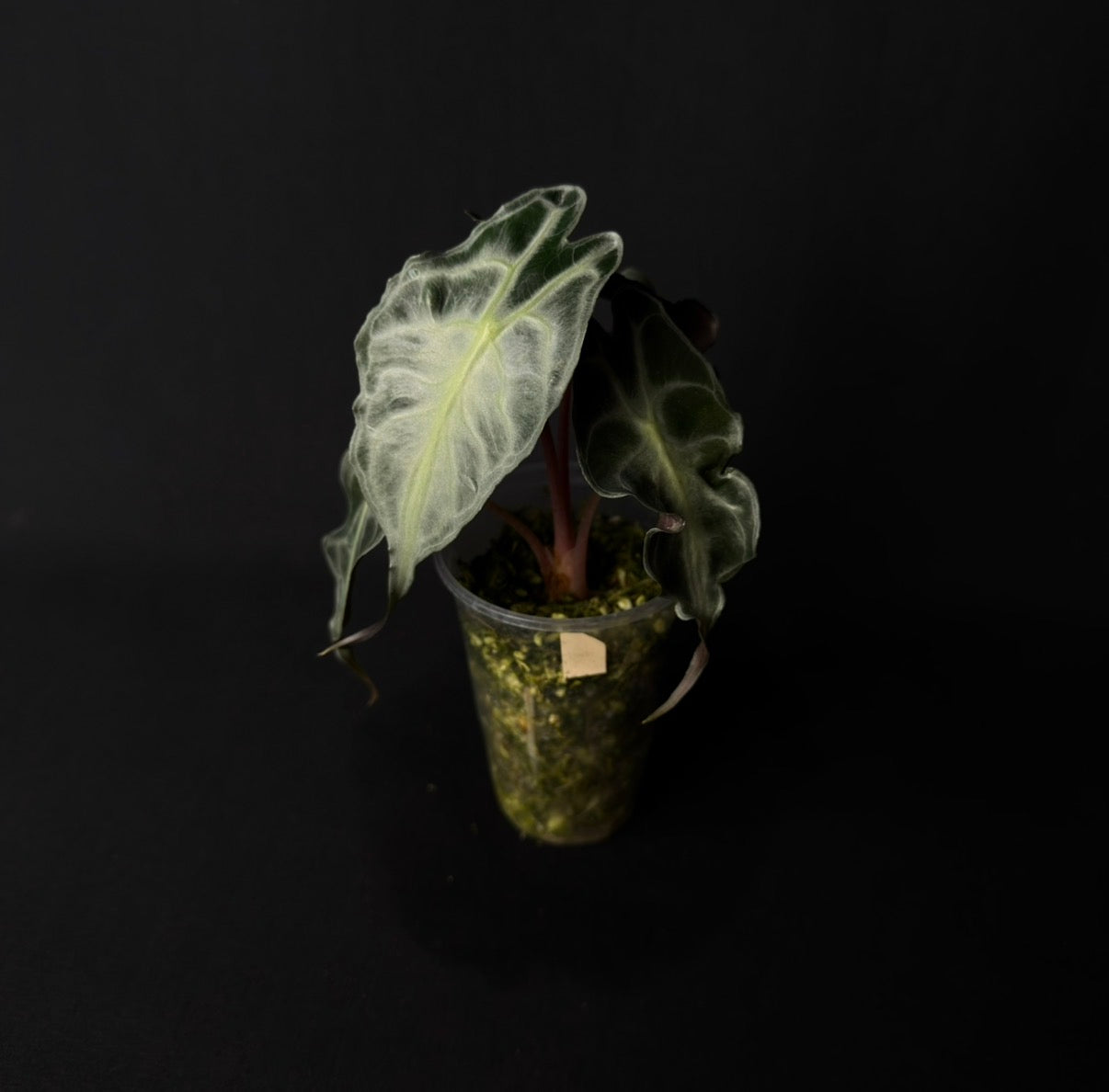Alocasia Venom #3
