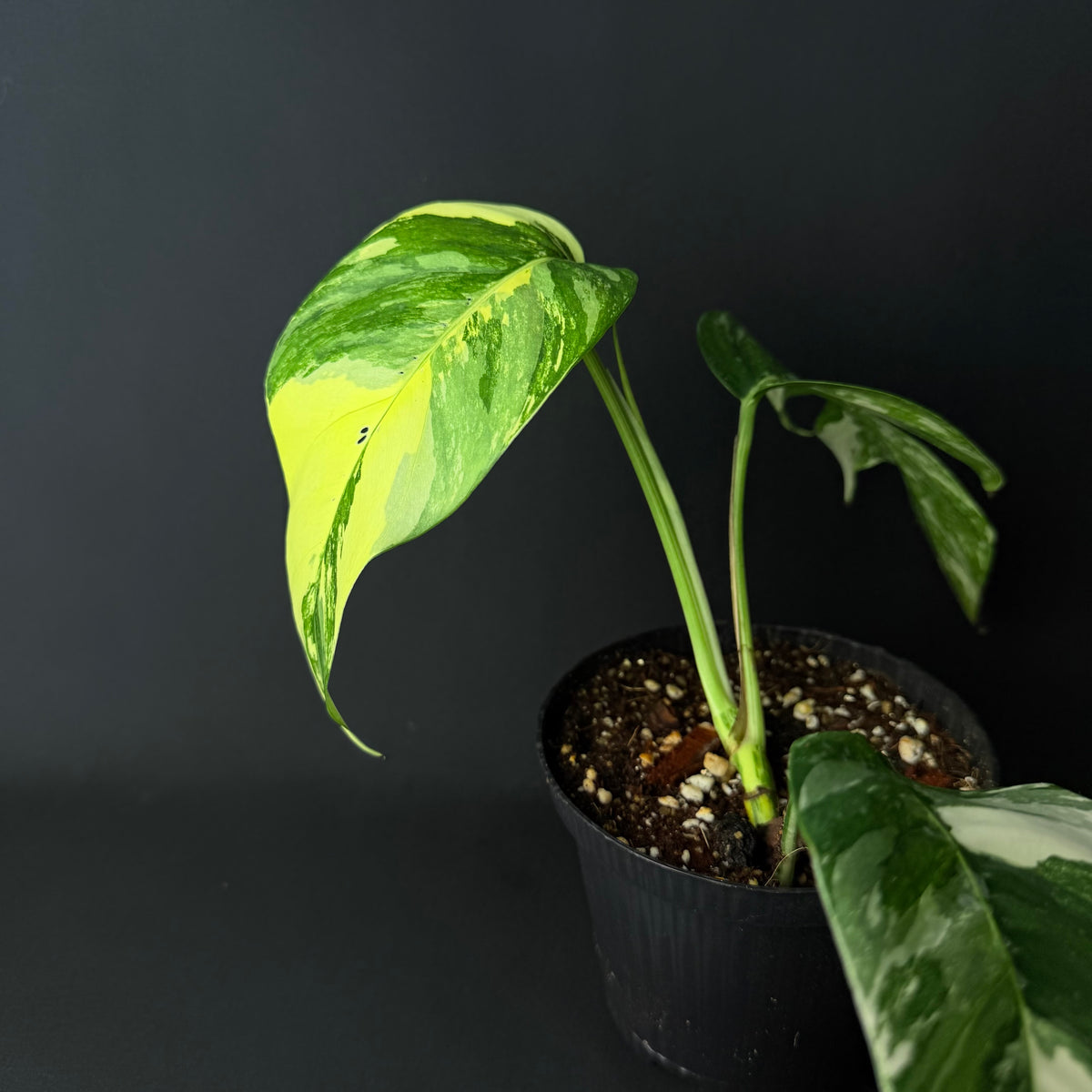 Epipremnum pinnatum Variegata #1-3
