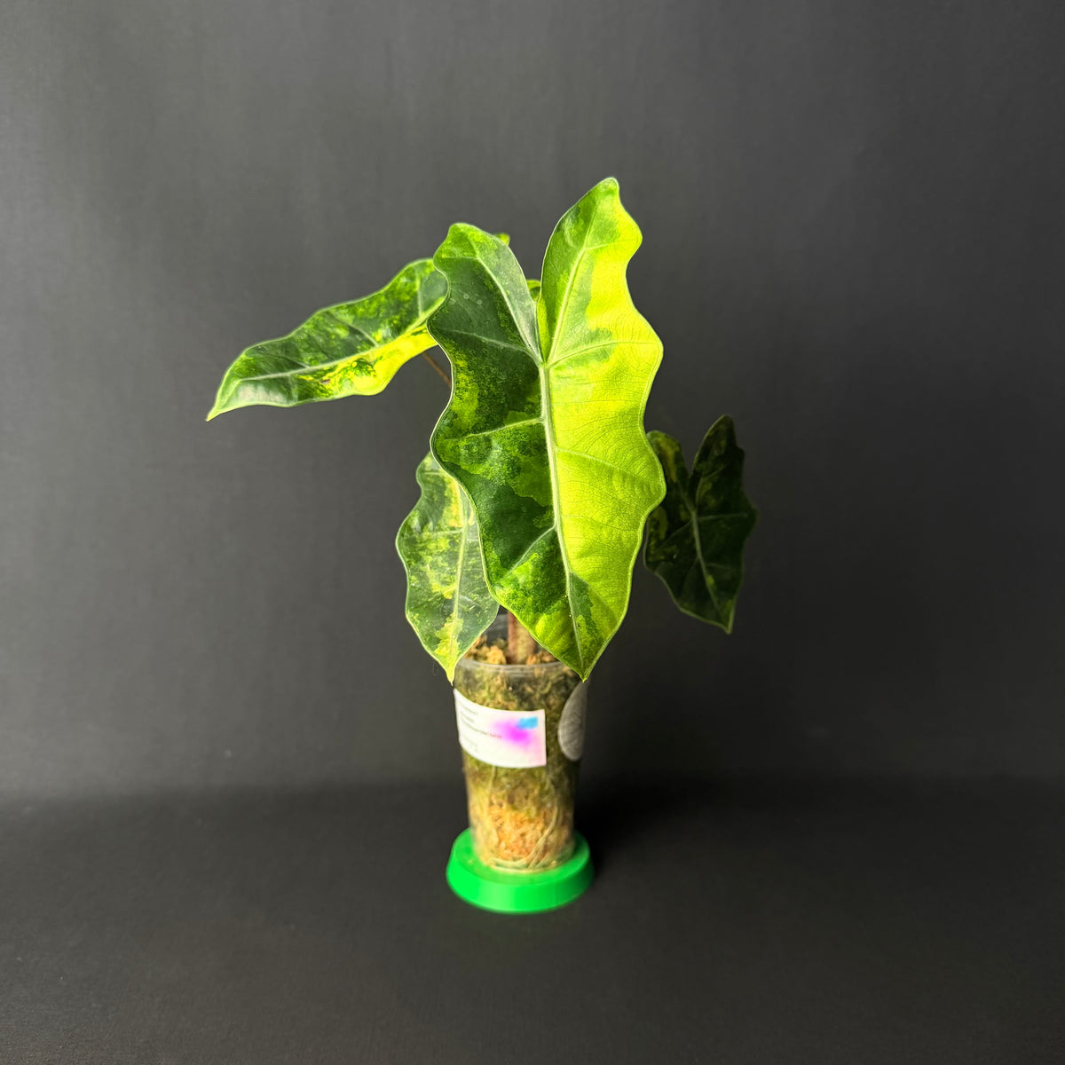Alocasia Pseudosanderiana Aurea Variegata #1-6