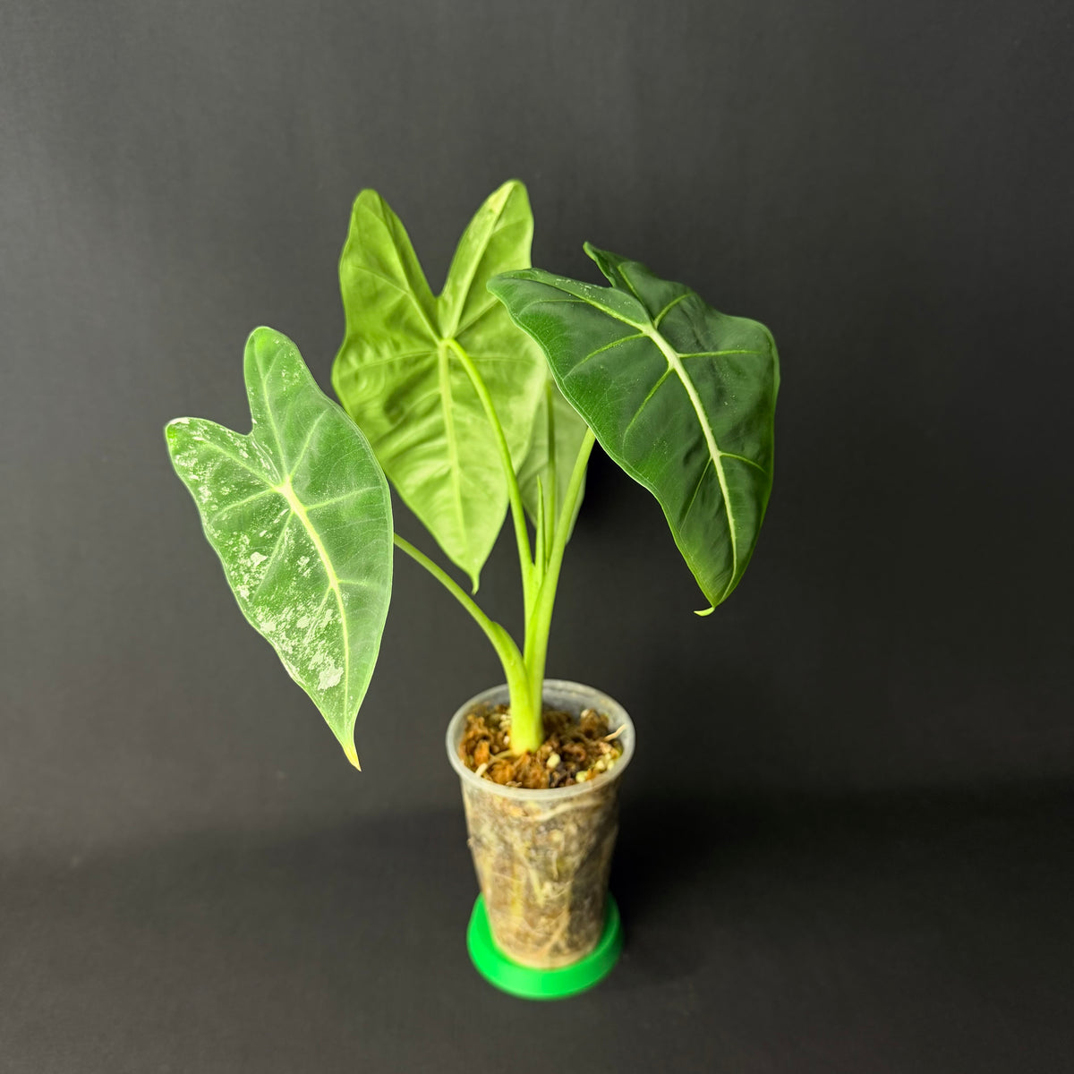 Alocasia Micholitziana 'Frydek' Variegata #1