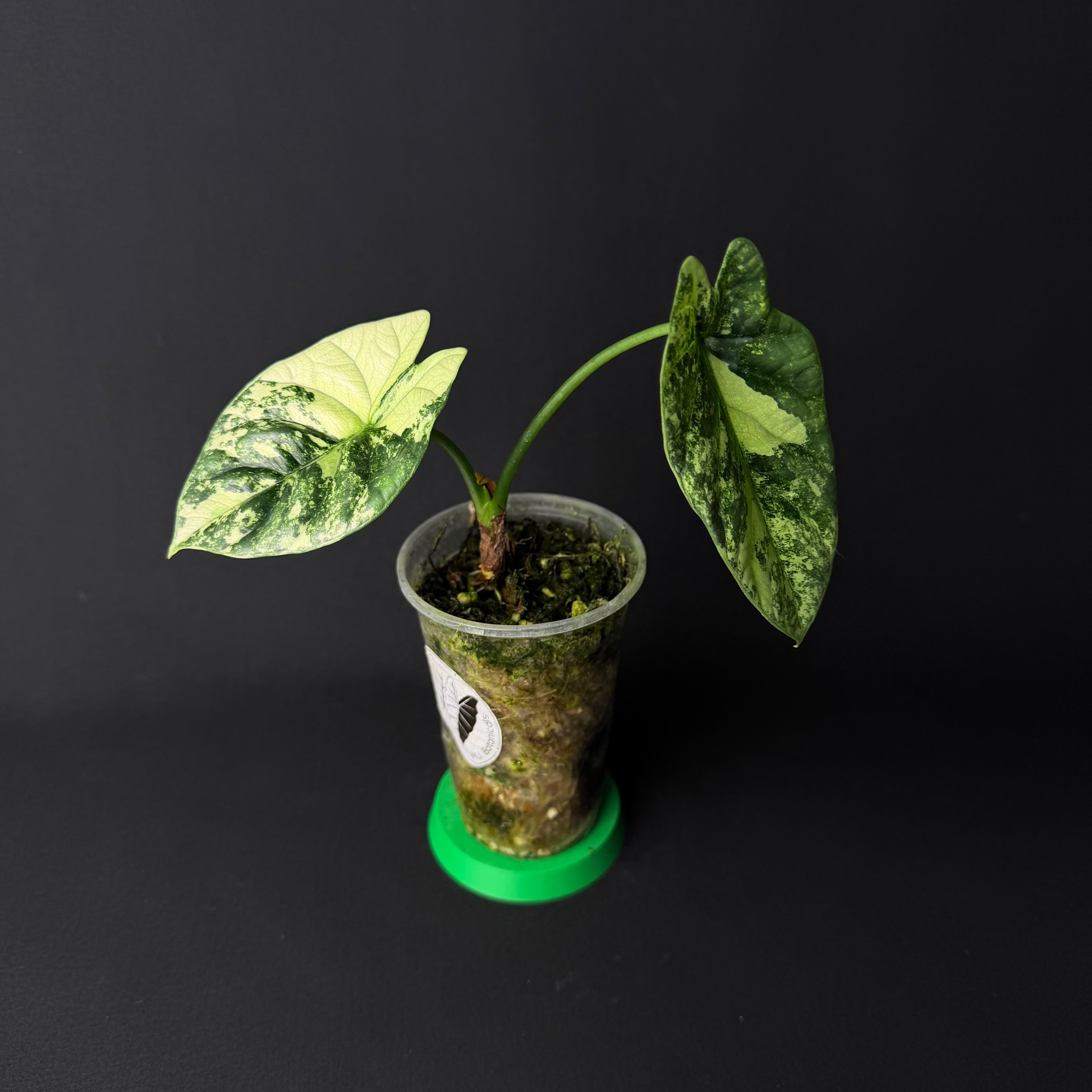 Alocasia Sinuata Mint Variegata #1-5