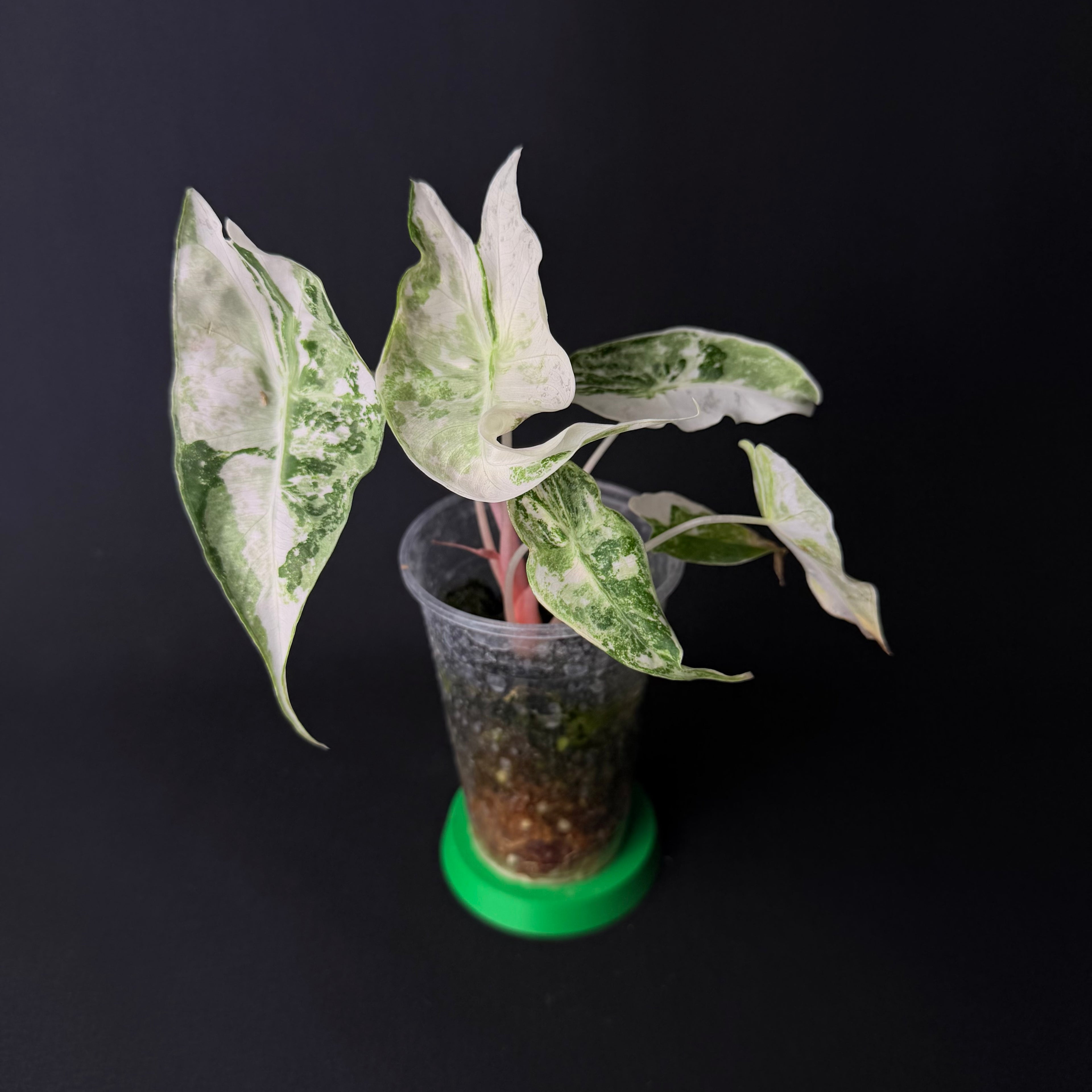 Alocasia Nairobi Nights Albo/Pink Variegata #1-7