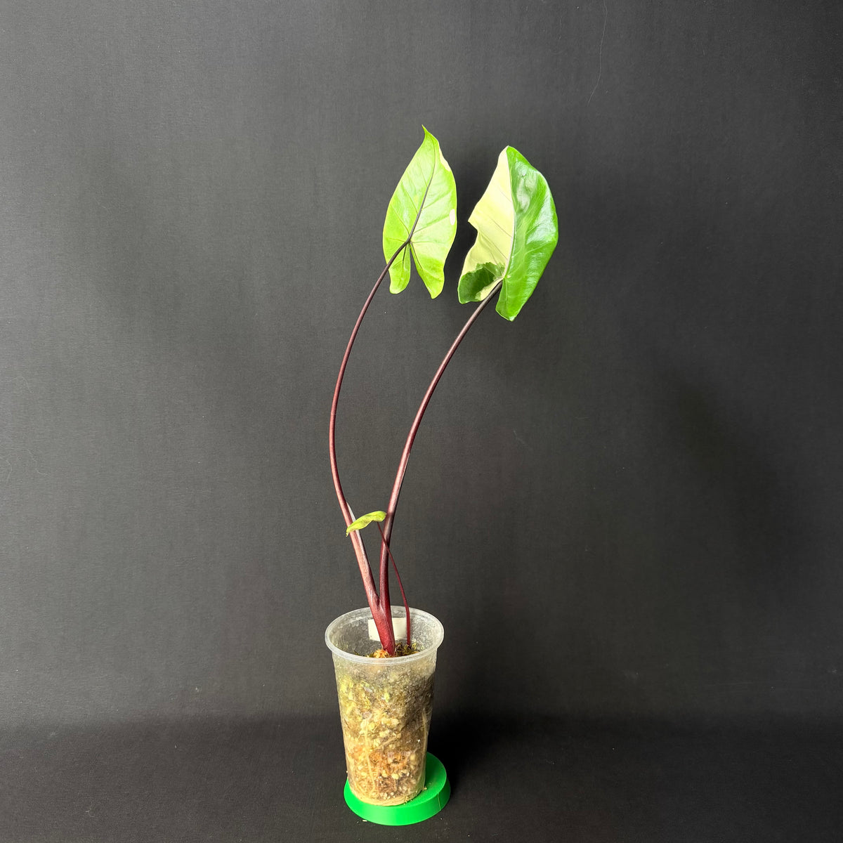Alocasia Macrorrhizos 'Black Stem' Albo Variegata