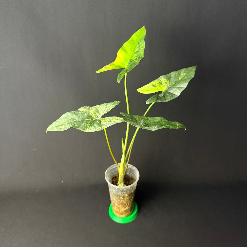 Alocasia Simpo Aurea Variegata #1