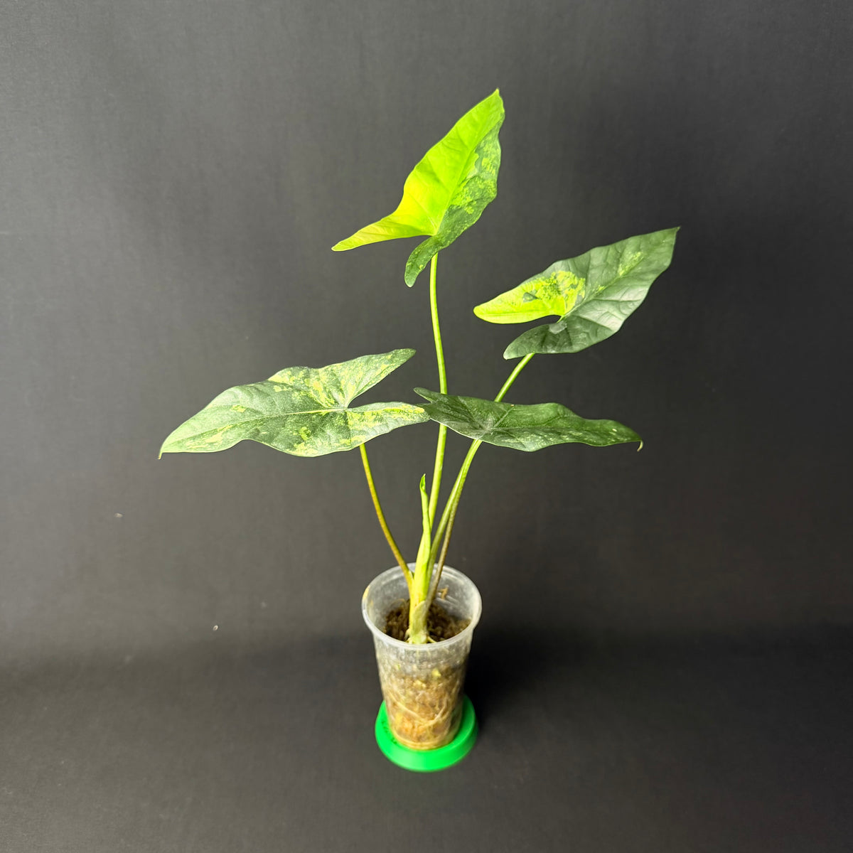 Alocasia Simpo Aurea Variegata #1