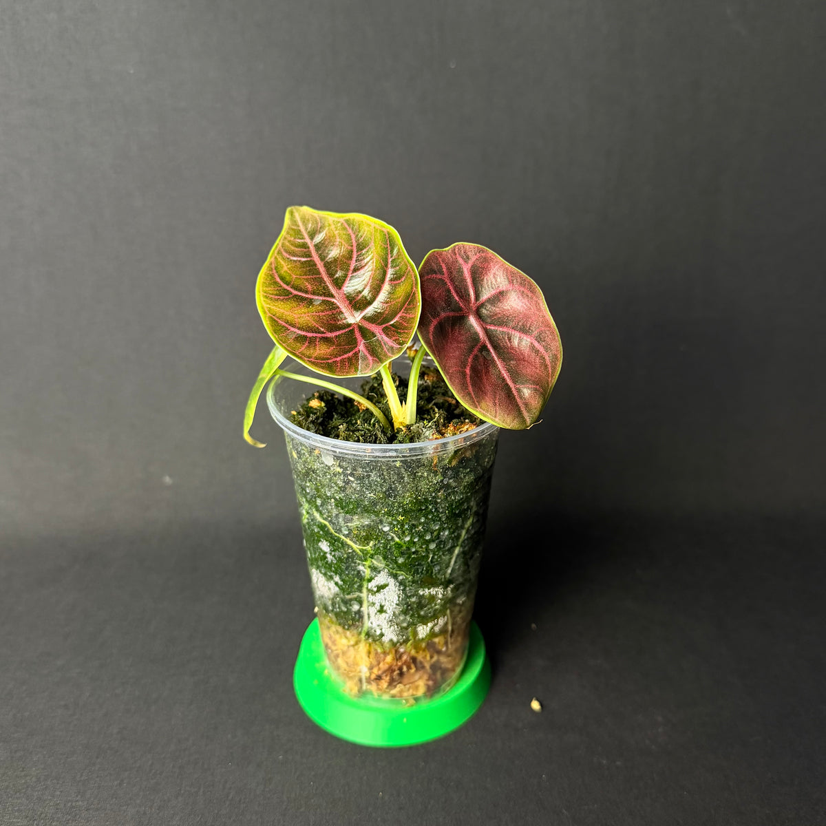 Alocasia Azlanii #1-2