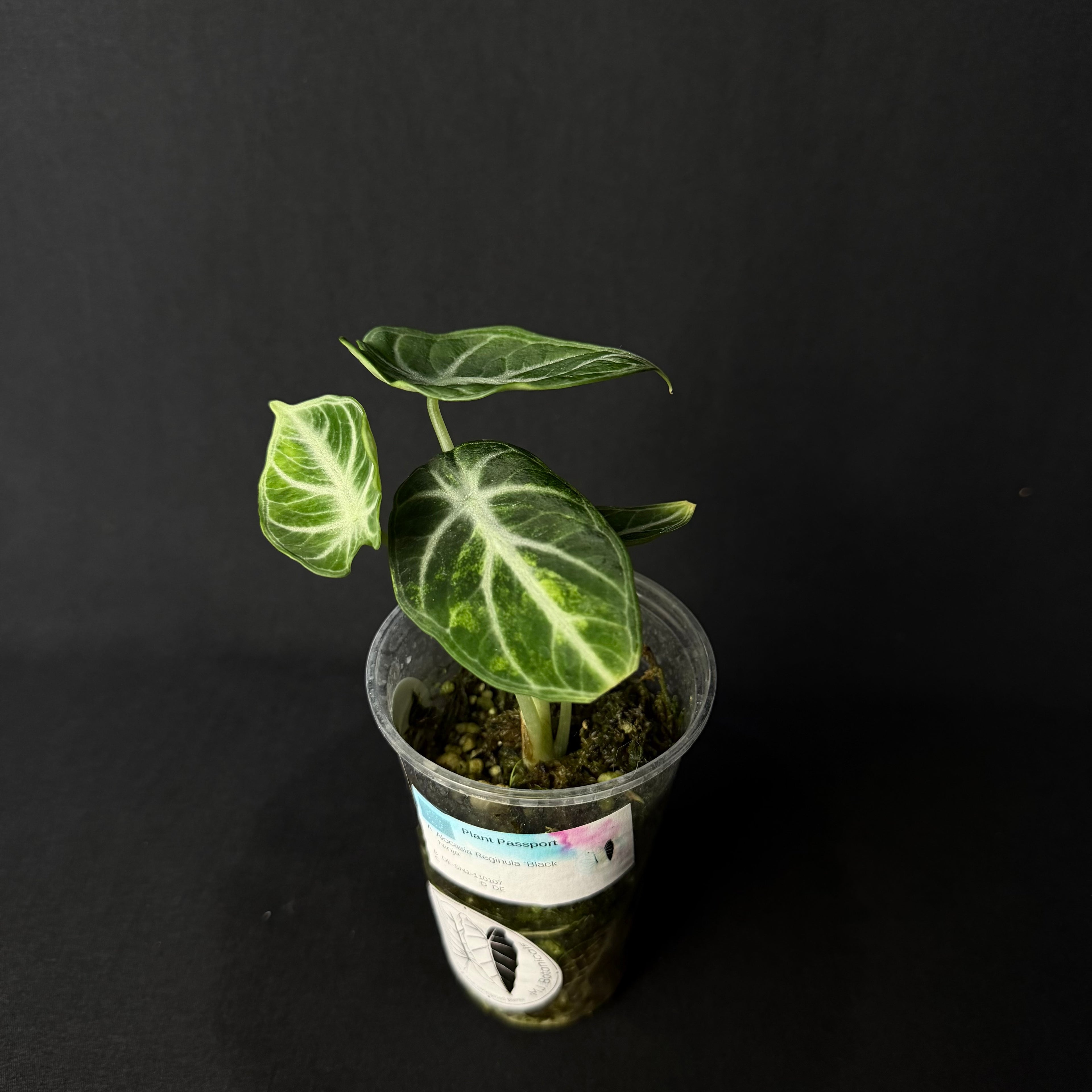 Alocasia Reginula 'Ninja' Aurea Variegata #3