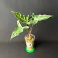 Alocasia Lailah