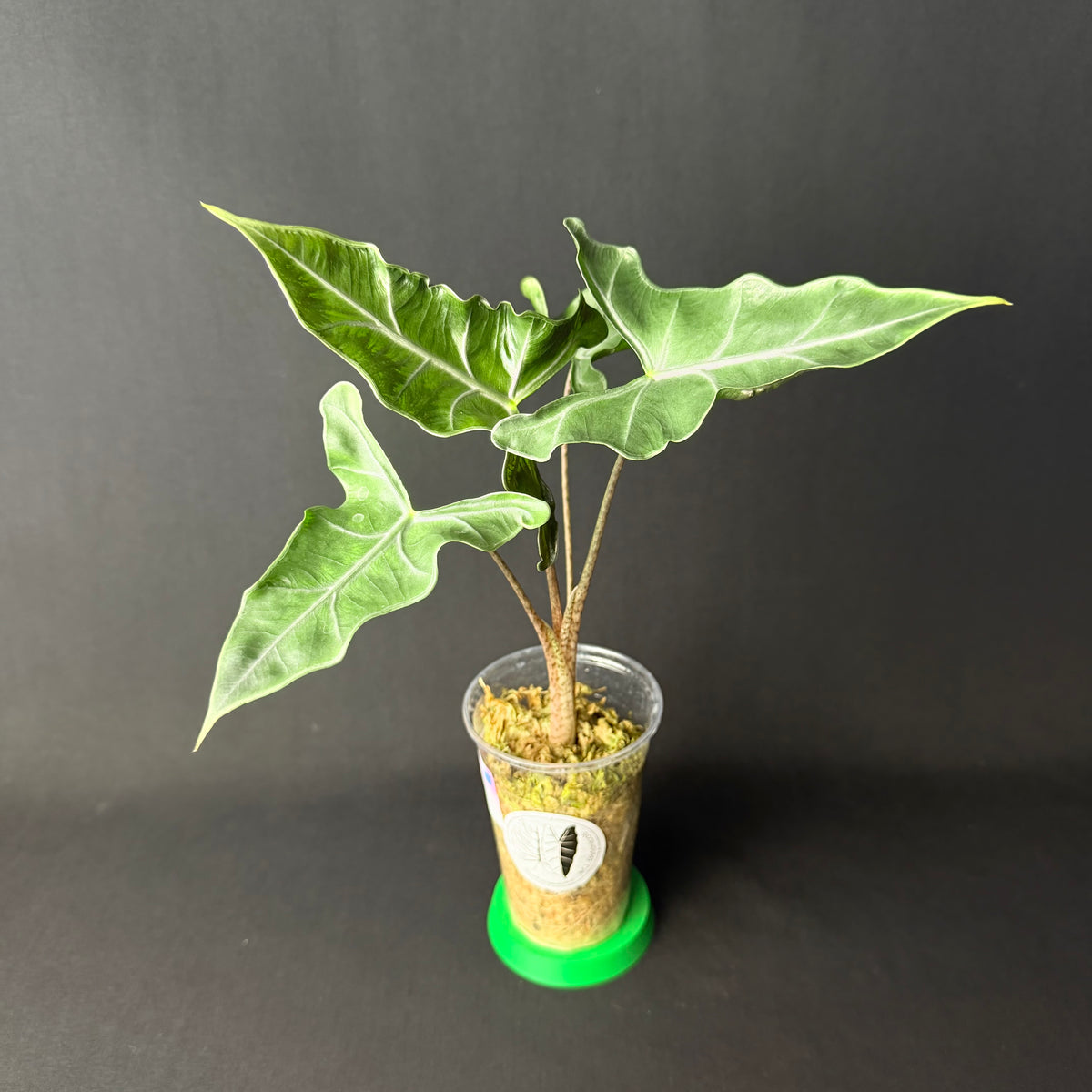 Alocasia Lailah