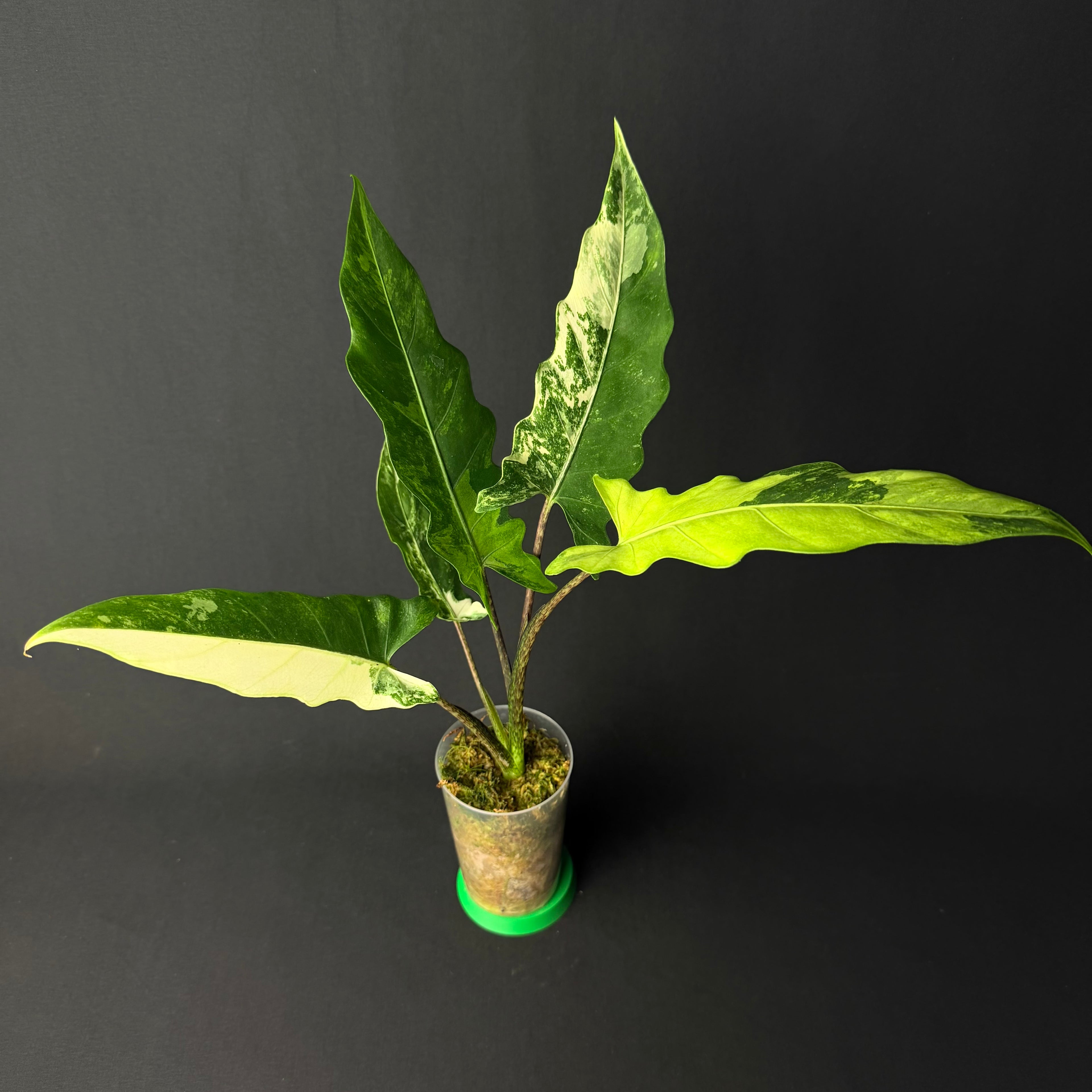 Alocasia Lauterbachiana Albo/Mint Variegata #1