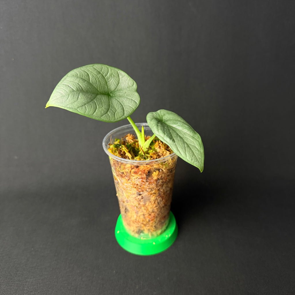 Alocasia Dragon Moon | Melo x Baginda Silver Dragon