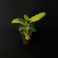 Alocasia Lauterbachiana Mint Variegata #2