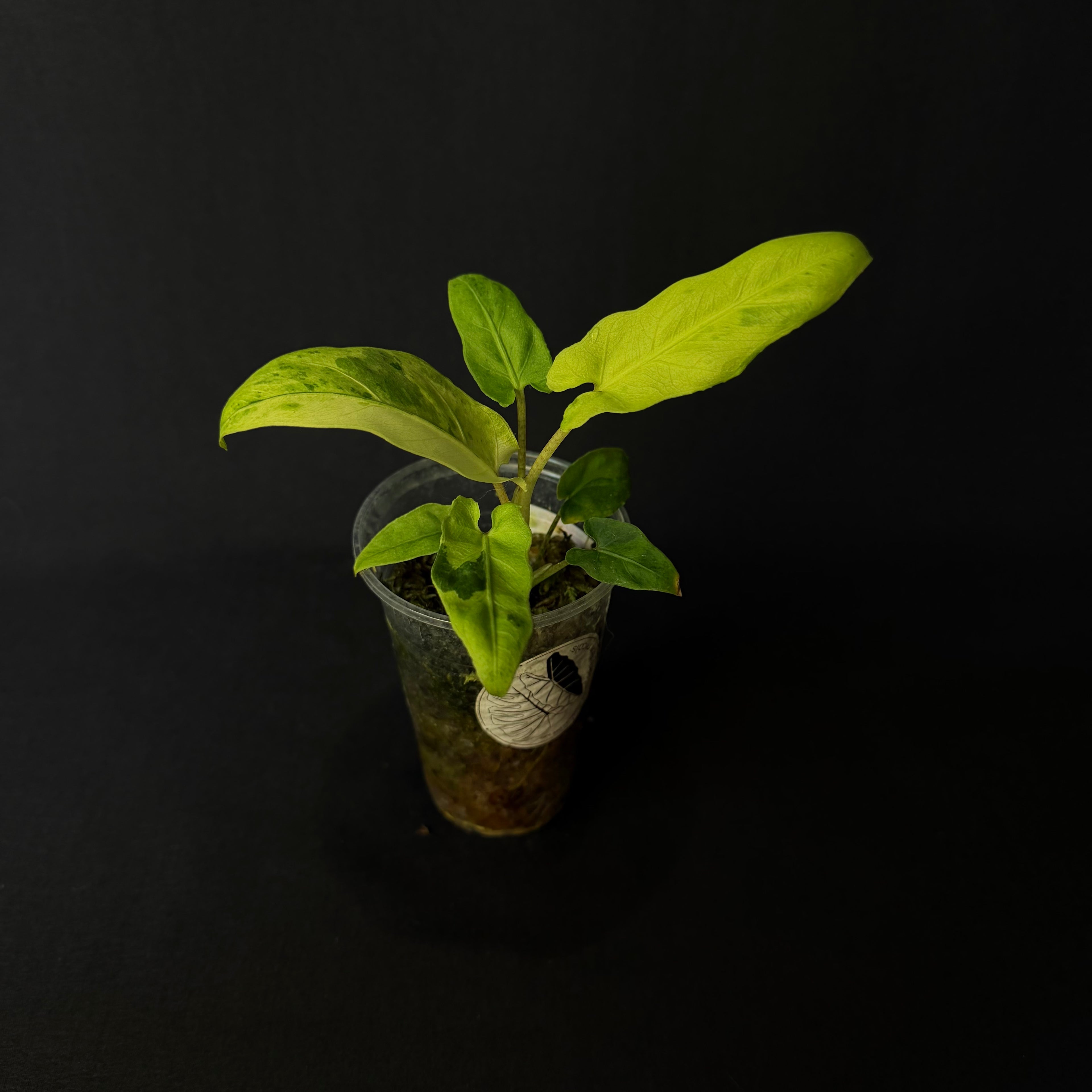 Alocasia Lauterbachiana Mint Variegata #2