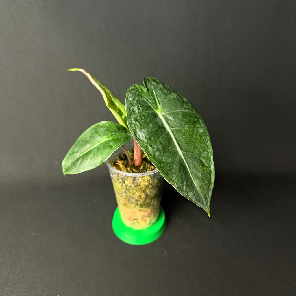 Alocasia Pink Dragon Mint Variegata #1-3