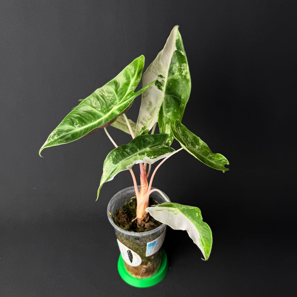 Alocasia Nairobi Nights Albo/Pink Variegata #1-7