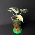 Alocasia Maharani Albo Variegata