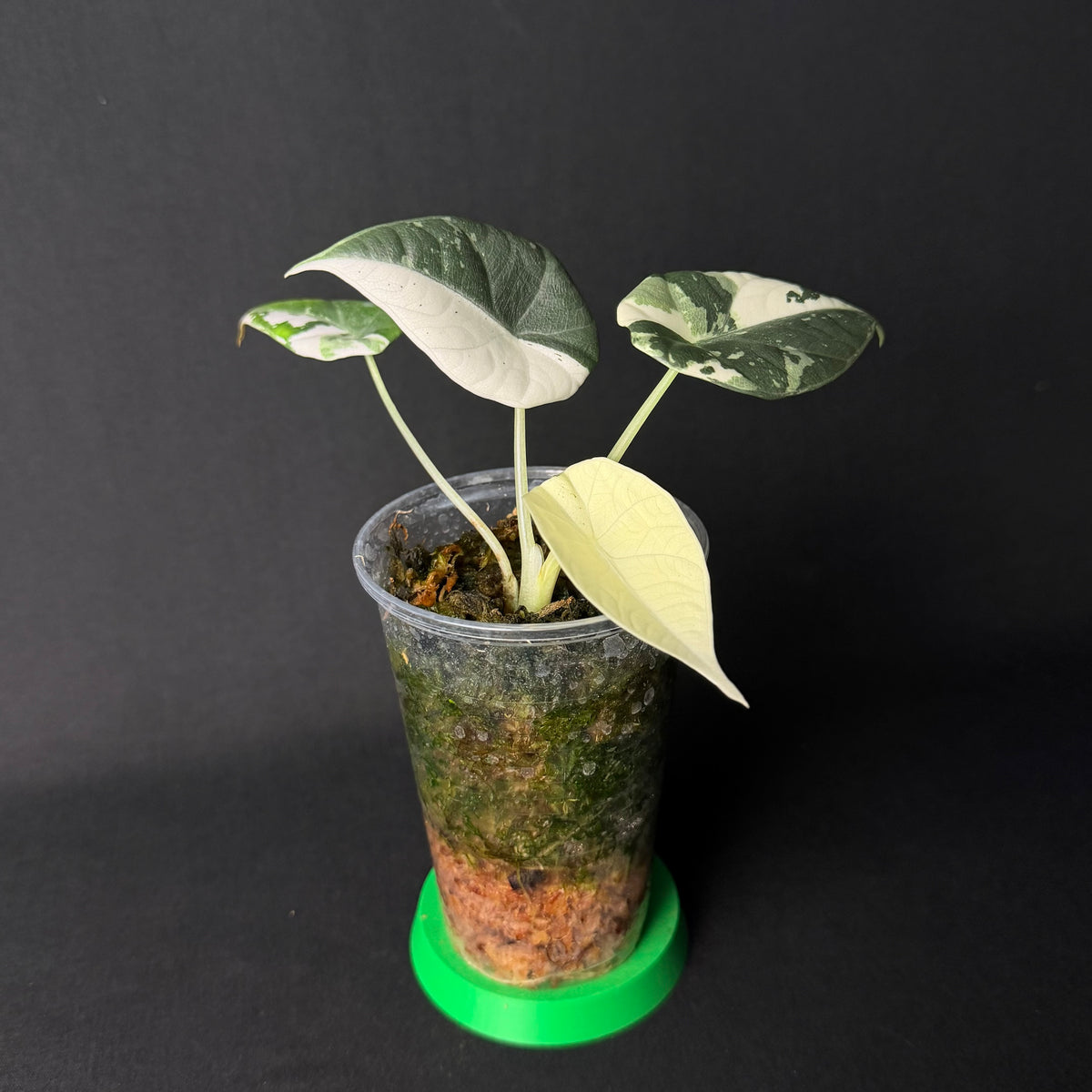 Alocasia Maharani Albo Variegata