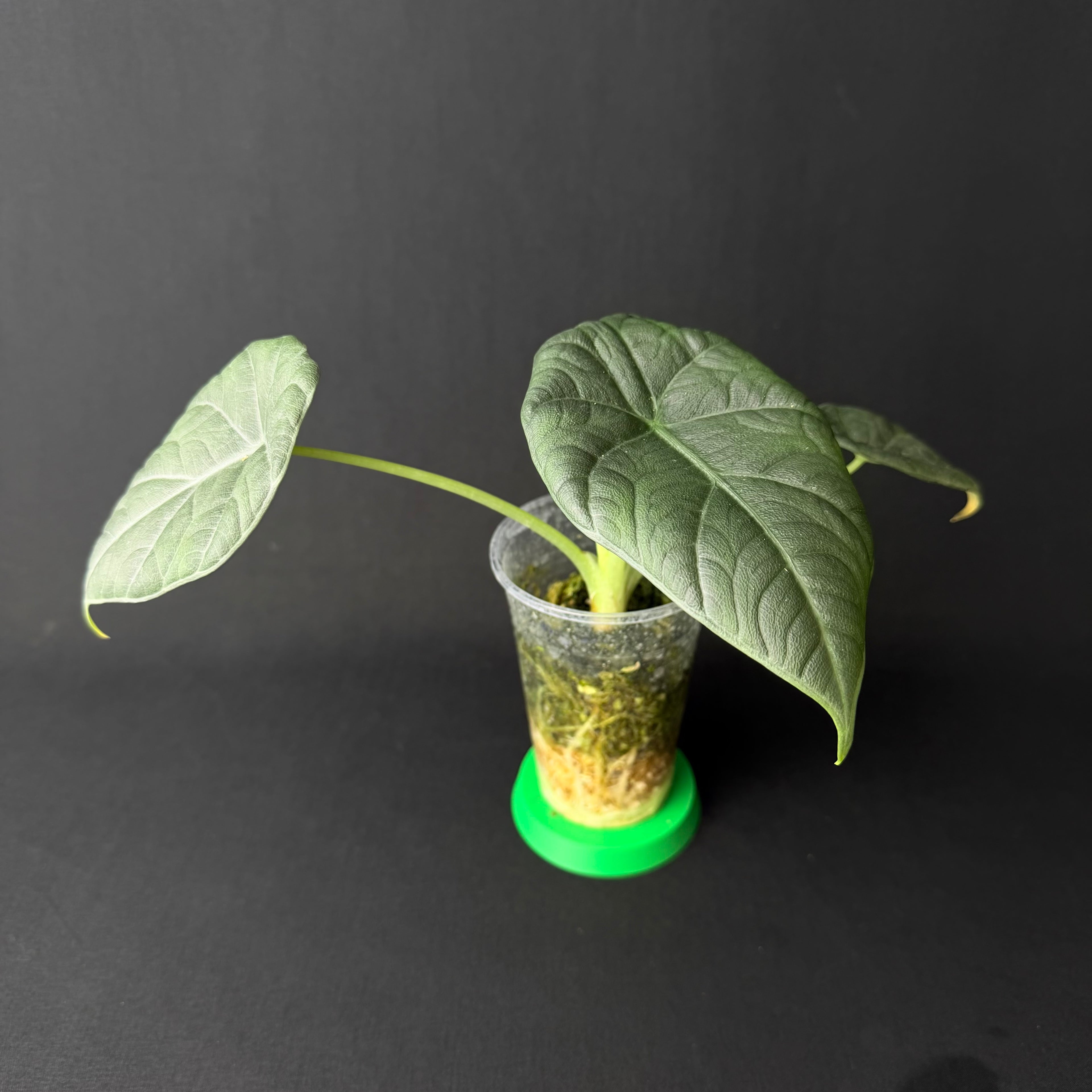 Alocasia Maharani #1-7