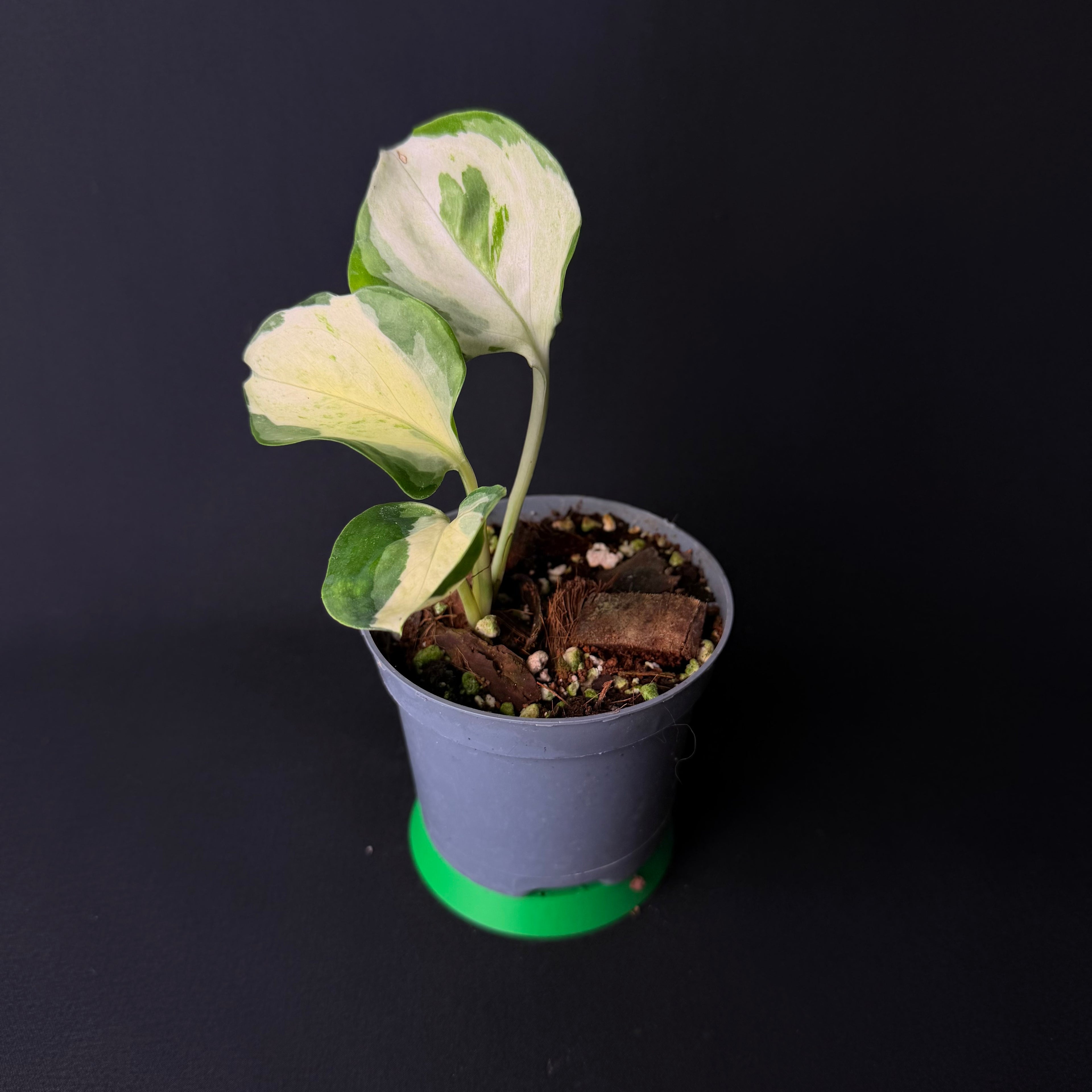 Epipremnum pinnatum 'Happy Leaf' #1-3