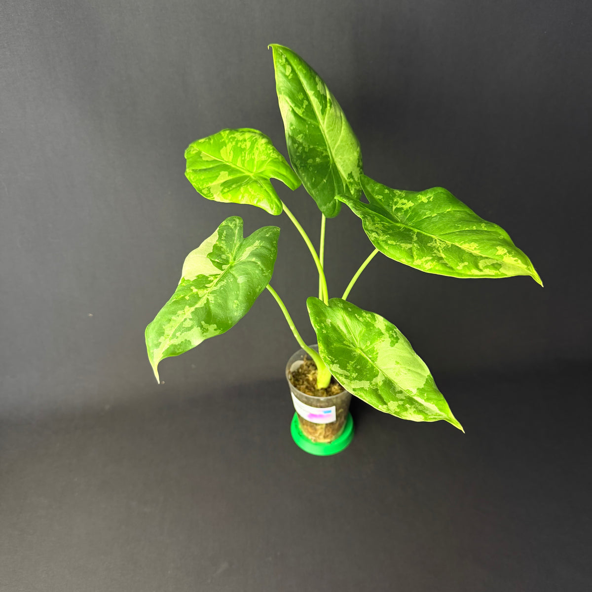 Alocasia Acuminata Albo Variegata