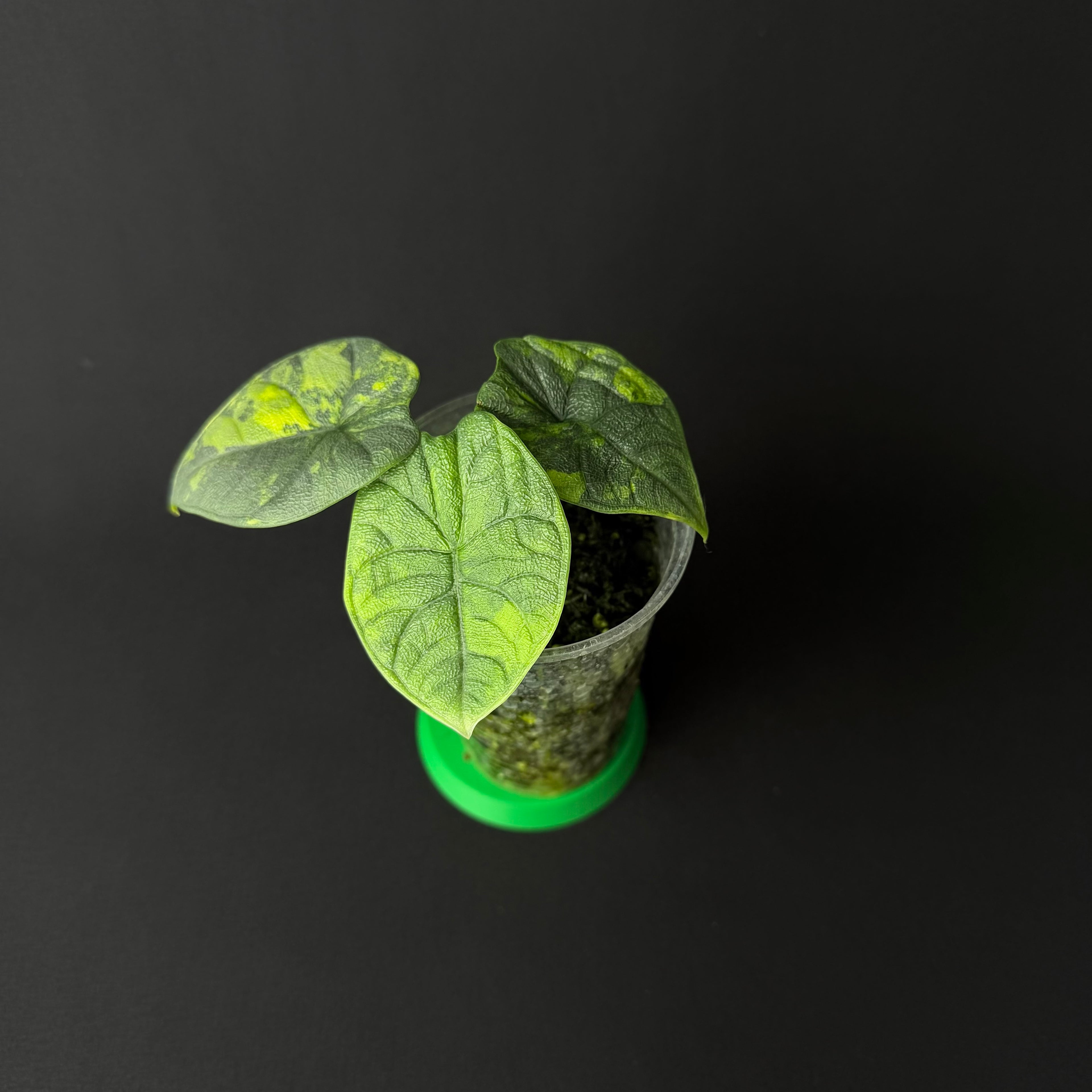 Alocasia Melo Aurea Variegata #1