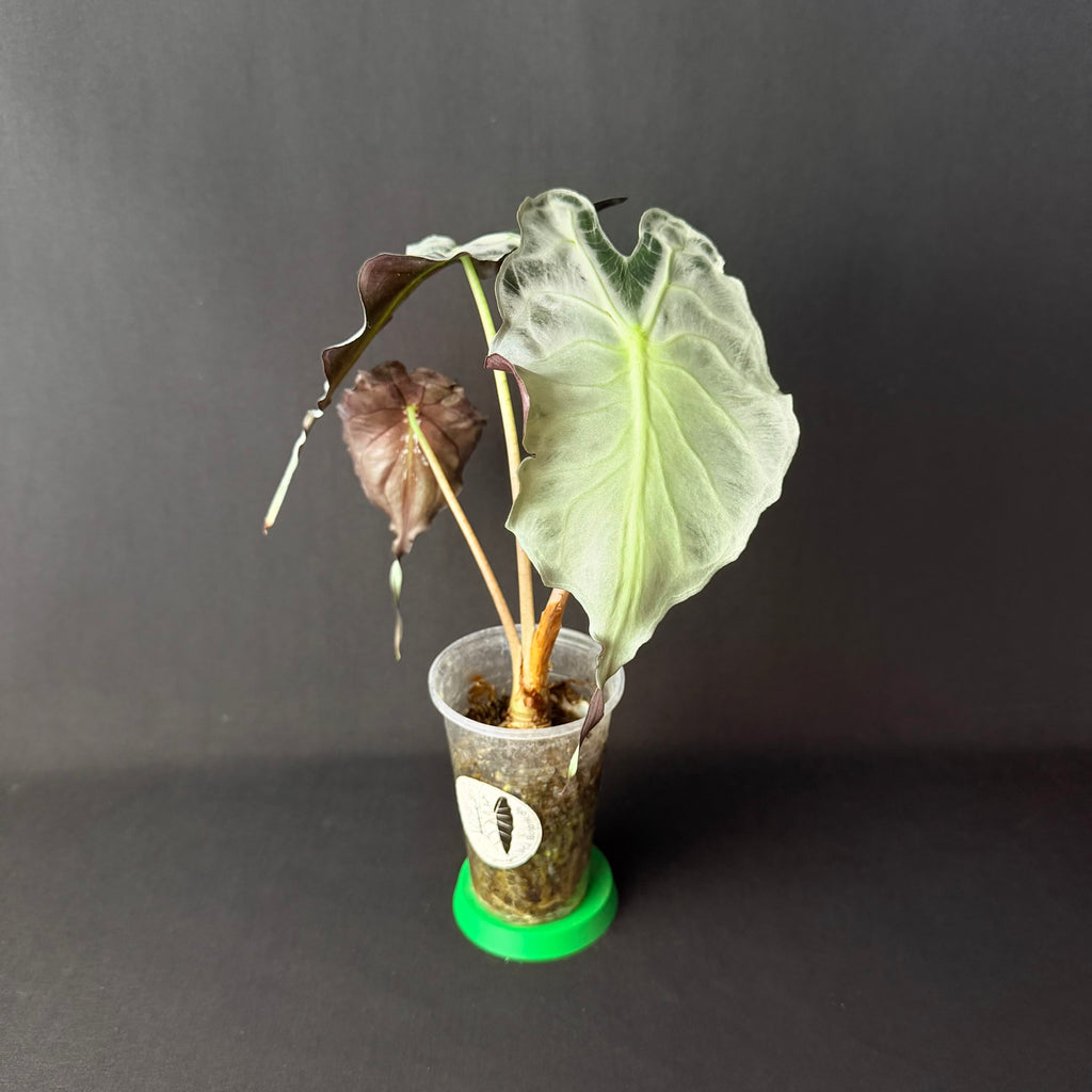 Plant template