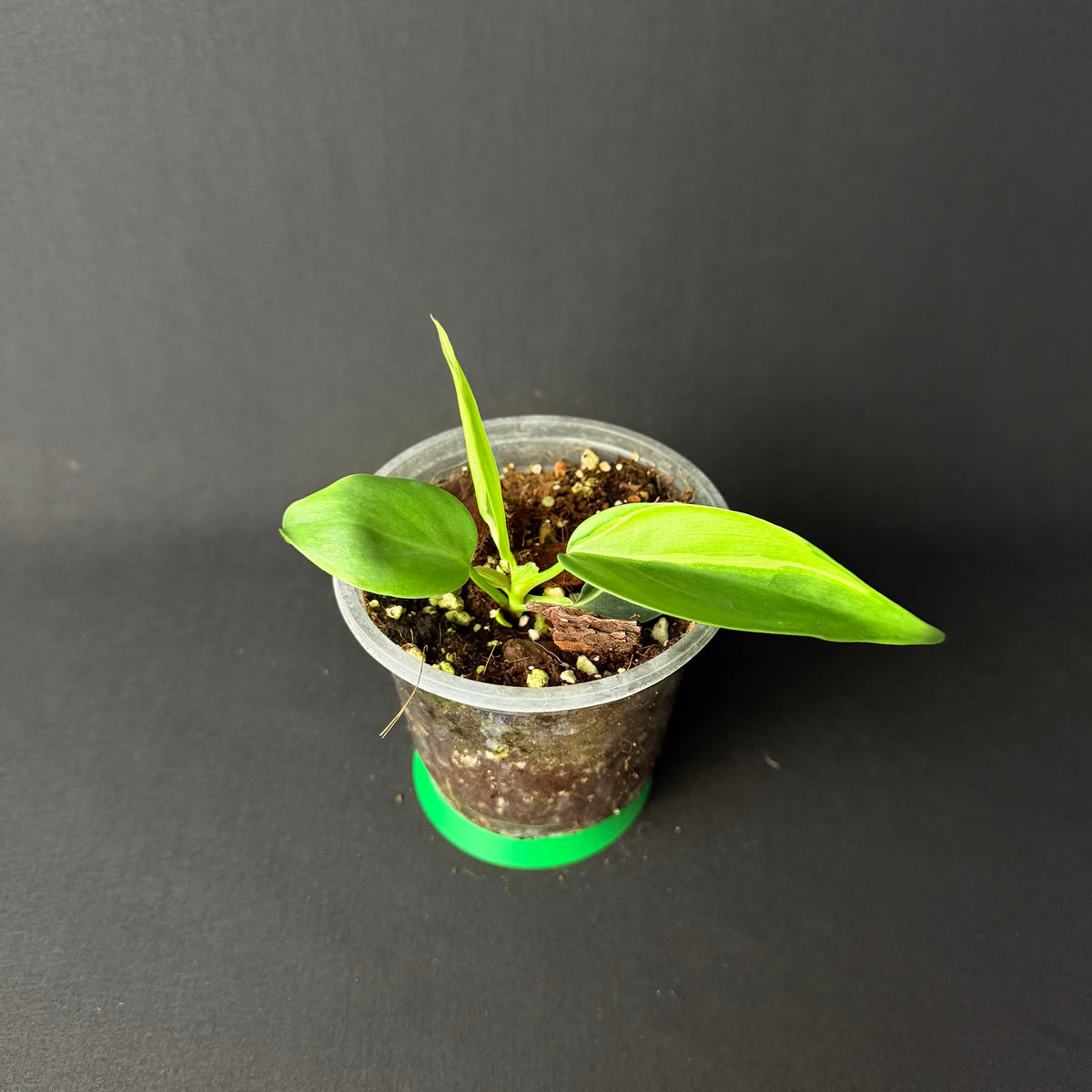 Philodendron Hederaceum 'Brasil/Cream Splash' #1-4