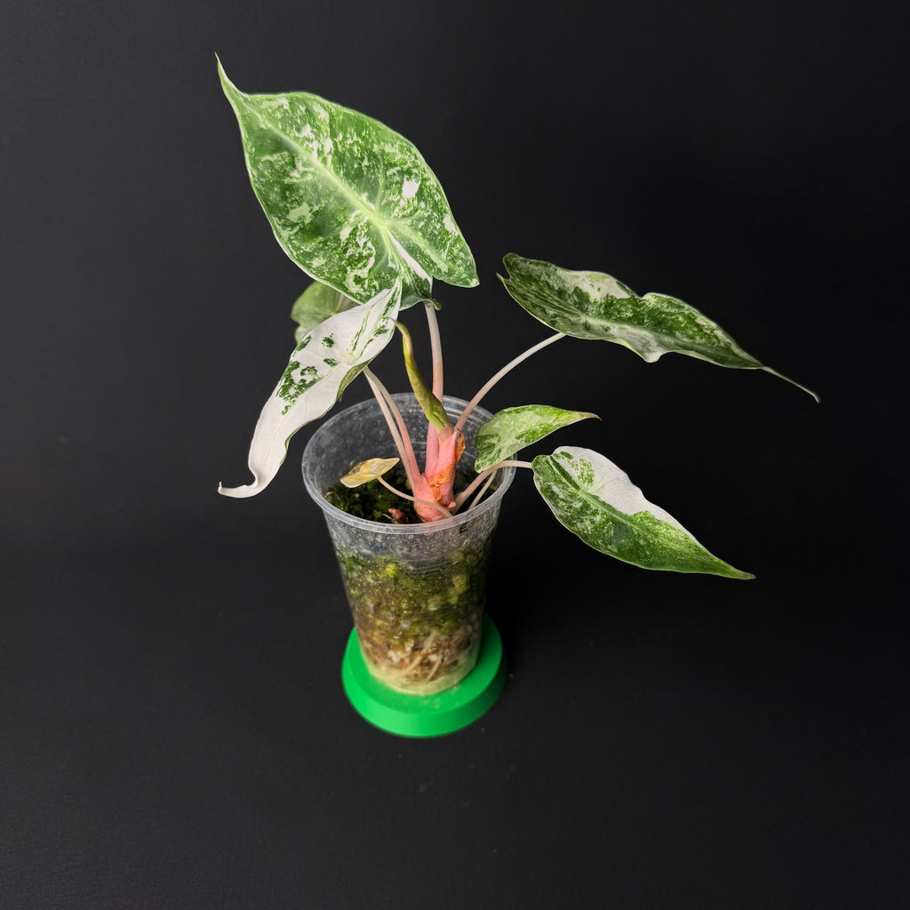 Alocasia Nairobi Nights Albo/Pink Variegata #1-7