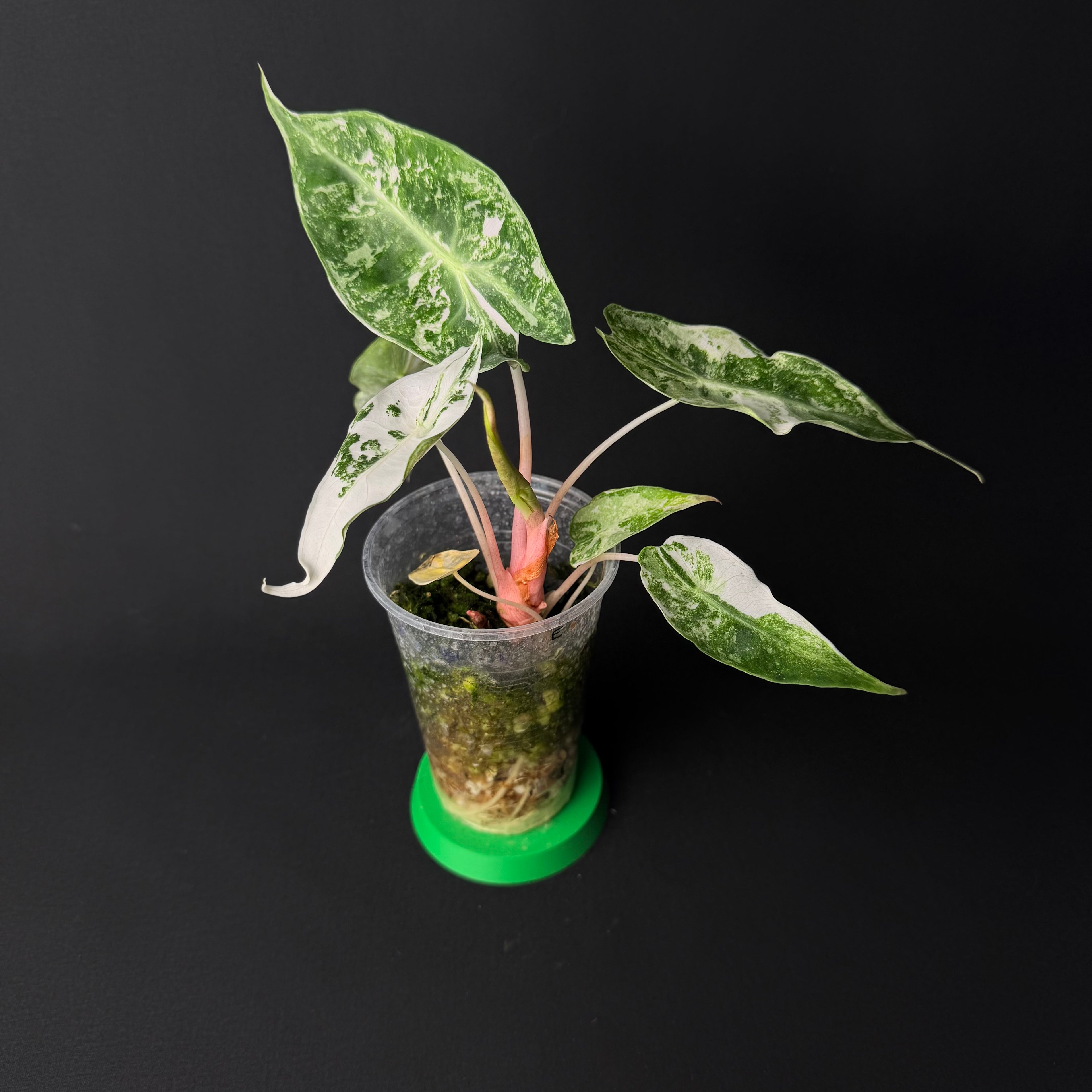 Alocasia Nairobi Nights Albo/Pink Variegata #1-7