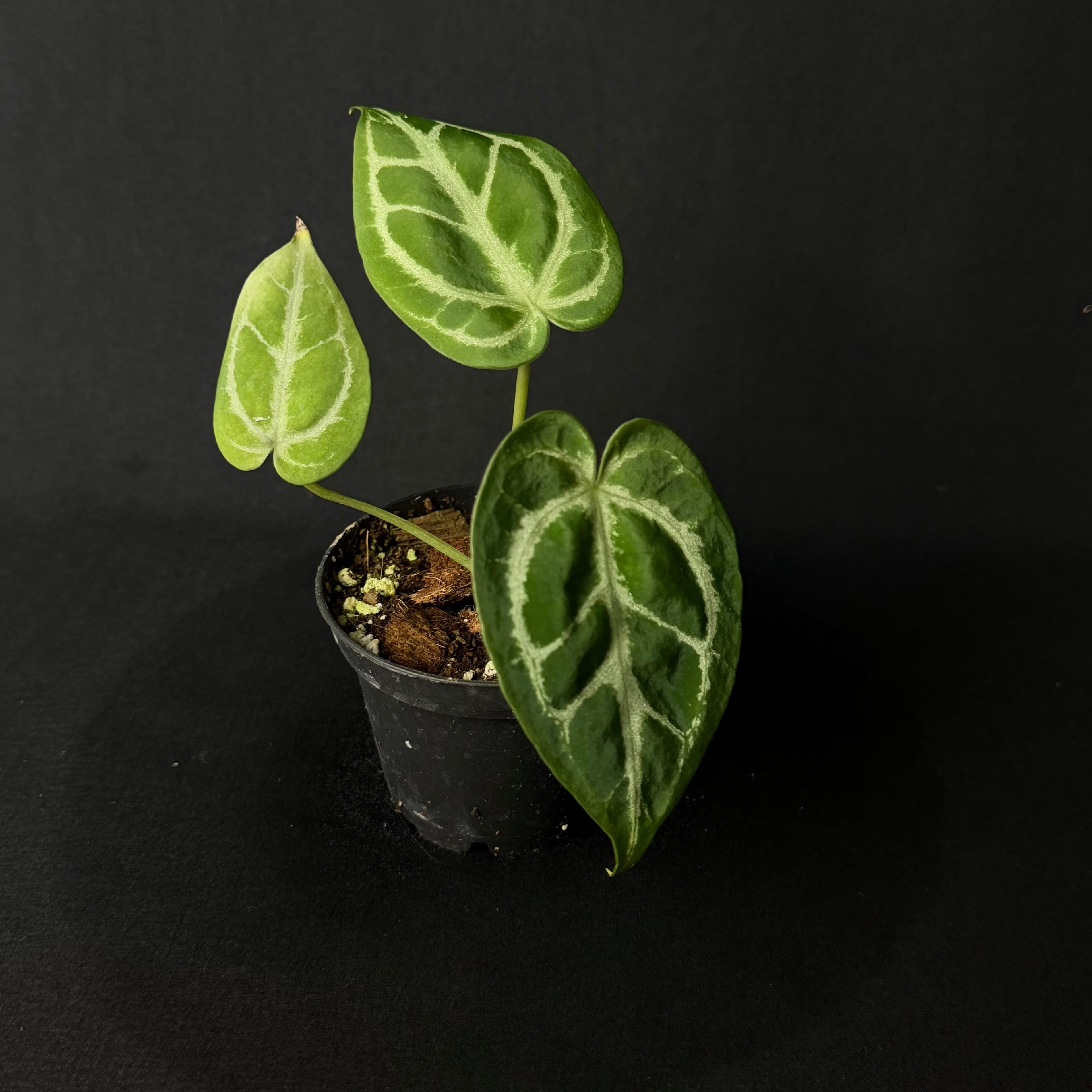 Anthurium Silver Blush