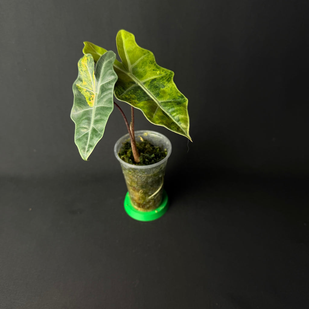 Alocasia Pseudosanderiana Aurea Variegata #4