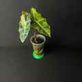 Alocasia Pseudosanderiana Aurea Variegata #4
