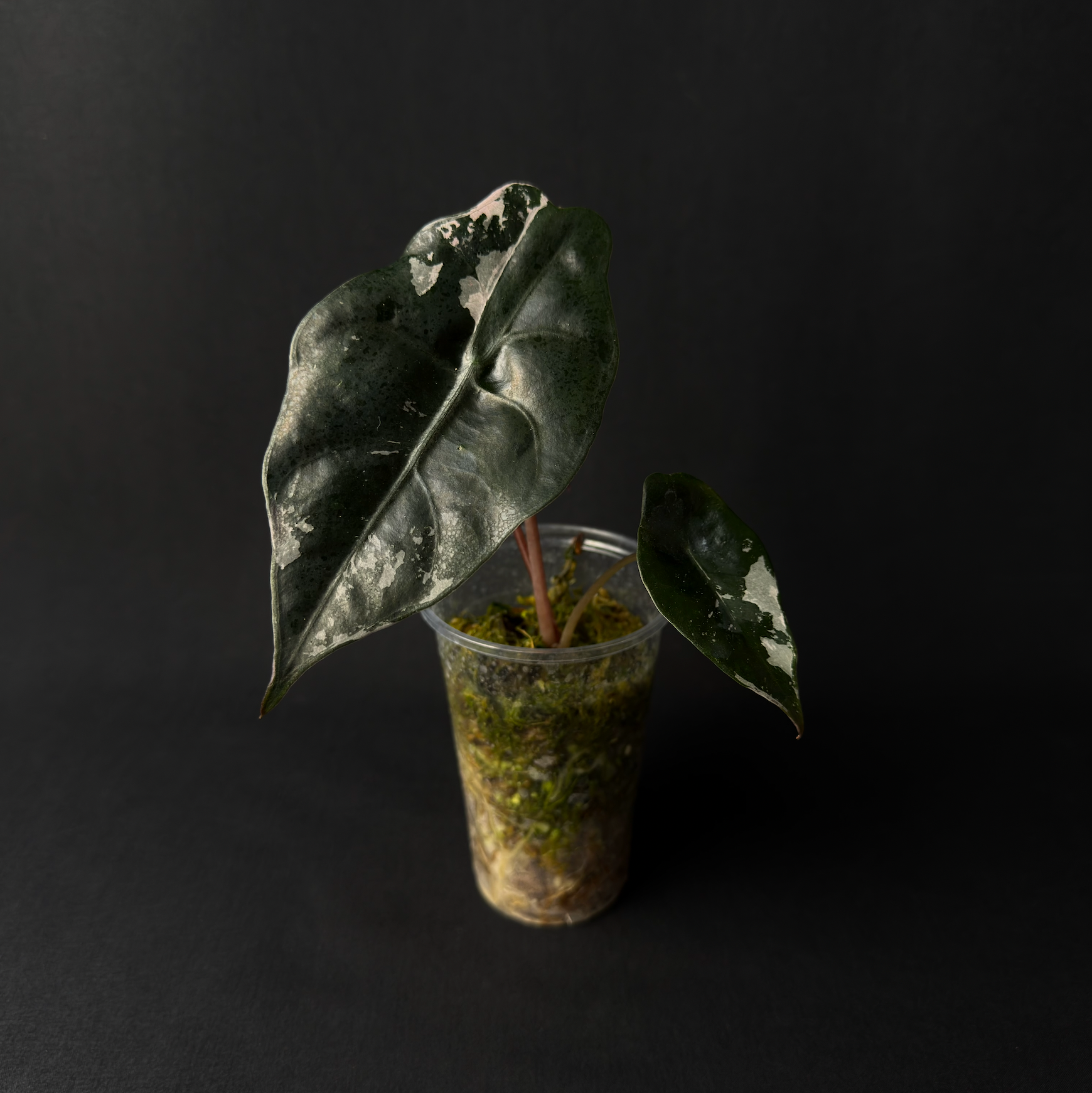 Alocasia Chantrierii Pink Variegata #1