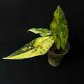 Alocasia Simpo Aurea Variegata #3