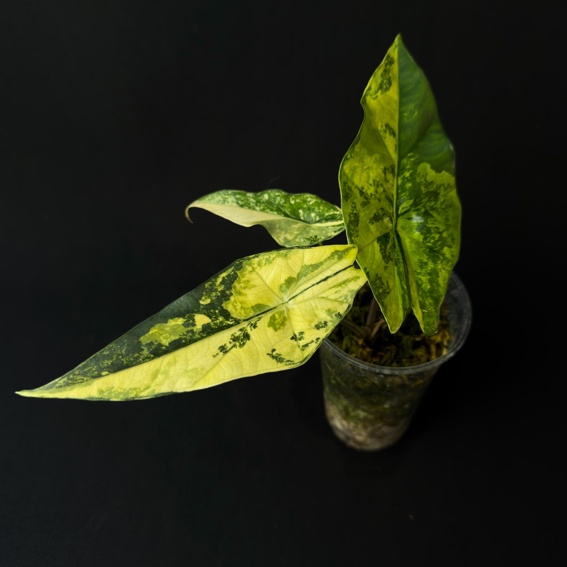 Alocasia Simpo Aurea Variegata #3