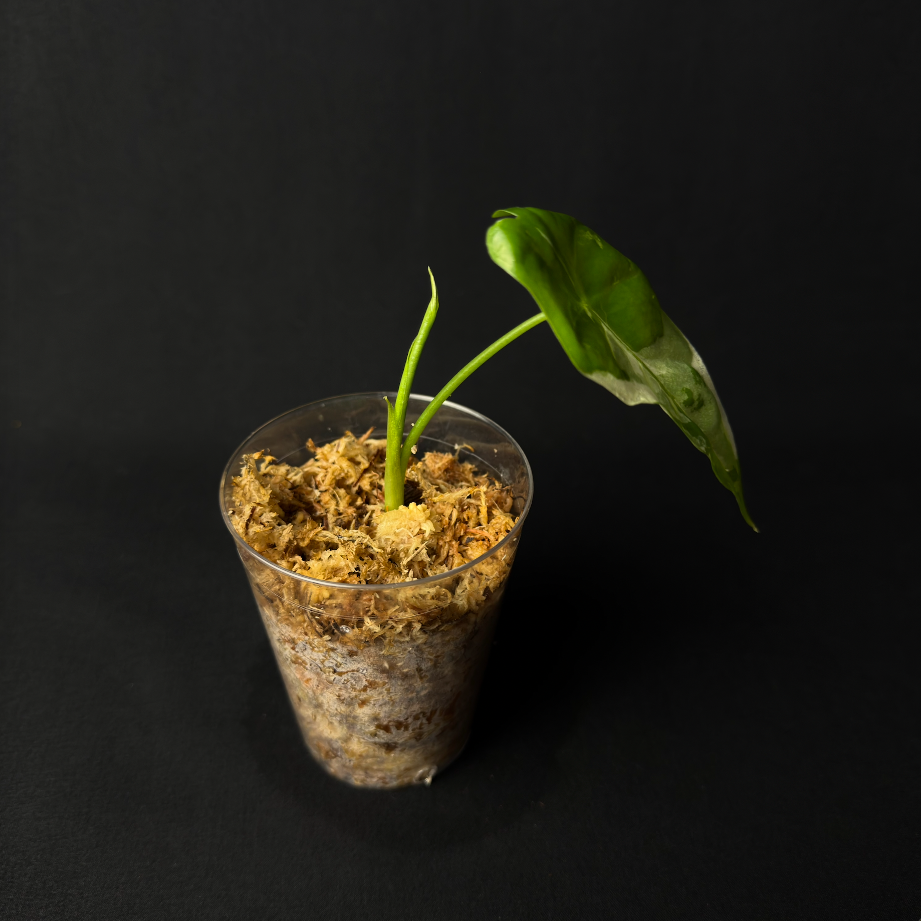 Alocasia Acuminata Albo Variegata