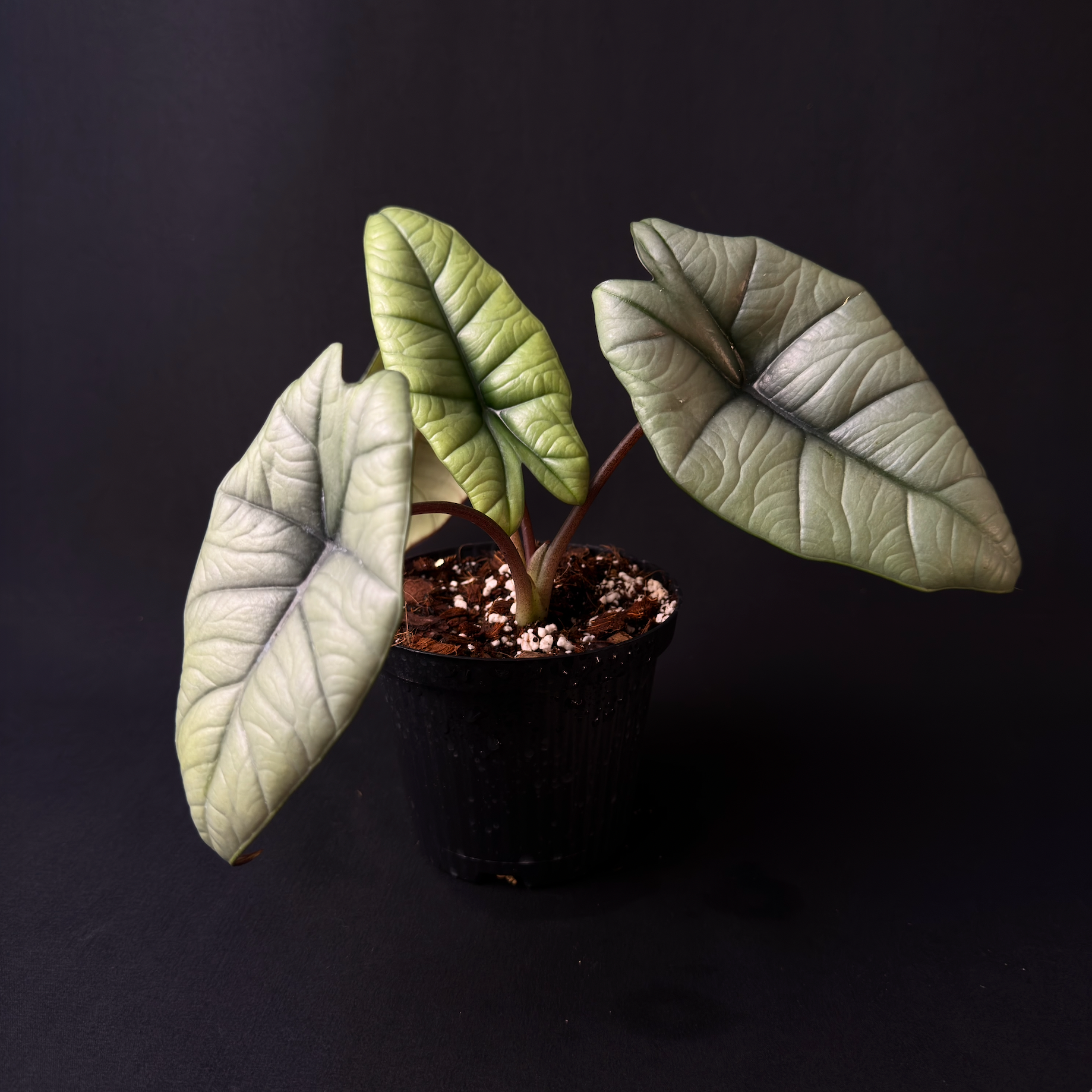 Alocasia Bisma/Platinum