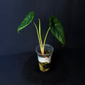 Alocasia Puncakborneensis #1